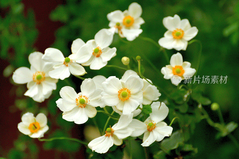 银莲花/日本银莲花花